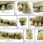 Tartaro di 6mila anni fa rivela dieta neolitica