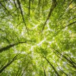 Piantare alberi nel modo giusto, la scienza in soccorso del policy making