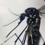 Dengue record 