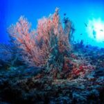 Clima, Wwf: “Ridurre stress su barriere coralline ed emissioni gas serra”