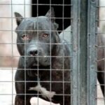 Bimbo ucciso dai pitbull, veterinario: “Non ci sono cani killer ma cattiva gestione sì”
