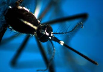 Dengue malaria 