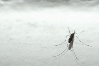 Malaria tornerà