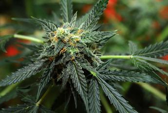 Usa verso svolta storica su marijuana, sarà ‘droga meno pericolosa’