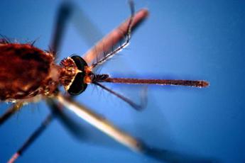 Zanzare tropicali trovate in Scozia, per Bassetti “è un brutto segnale”