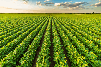 Agricoltura, Syngenta: “Il futuro è nel suolo, si deve salvaguardare”